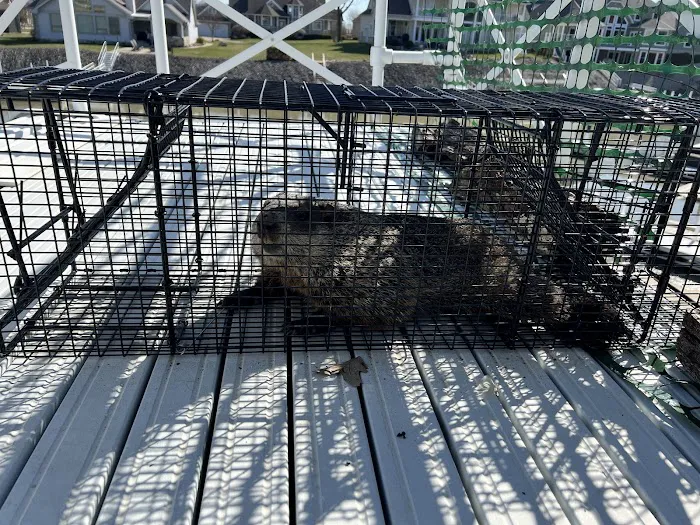 Buckeye Wildlife Solutions NW Picture 9