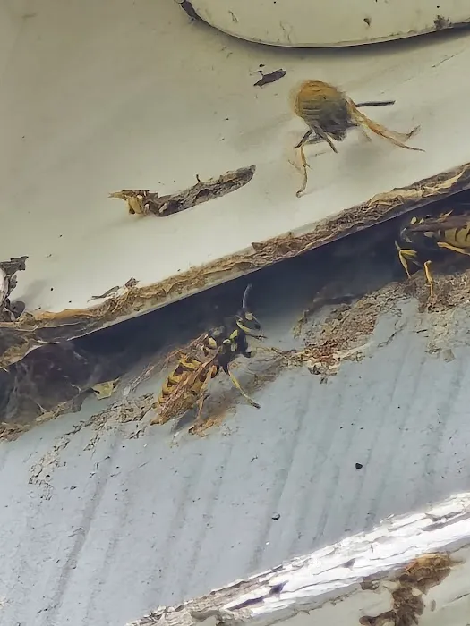 419 Pest Control LLC Picture 5
