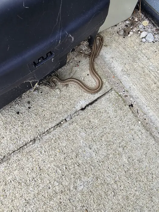 419 Pest Control LLC Picture 7