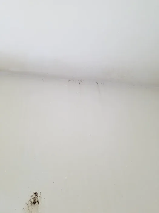 Buggish Pest Control LLC Picture 2