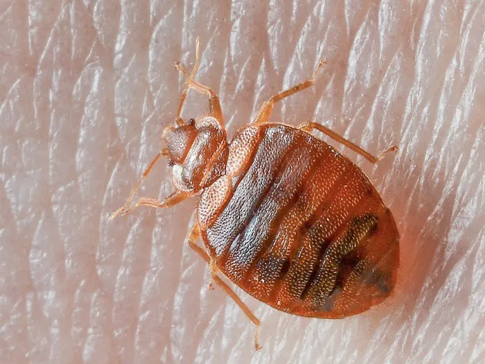 Buggish Pest Control LLC Picture 6