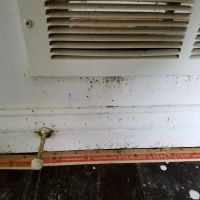 Buggish Pest Control LLC ico