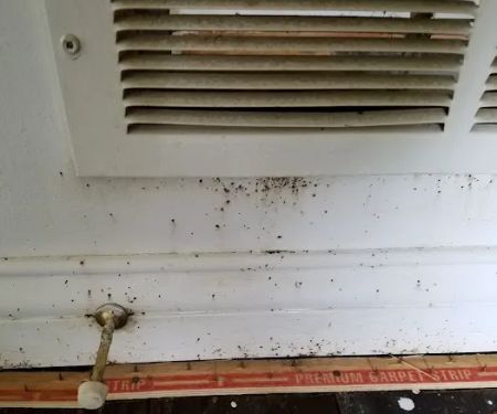 Buggish Pest Control LLC
