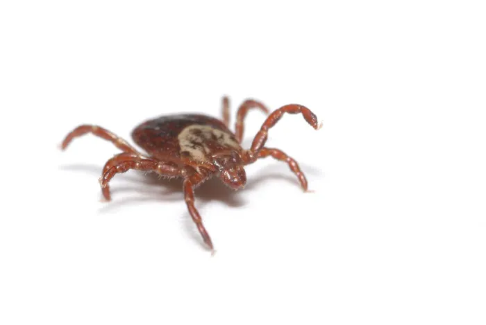 D/J Bug Away, LLC Picture 4