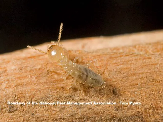 D/J Bug Away, LLC Picture 3