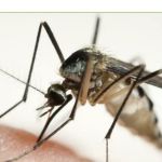 D/J Bug Away, LLC