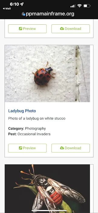 D/J Bug Away, LLC Picture 5