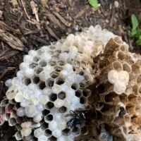 Integrity Pest Solutions ico