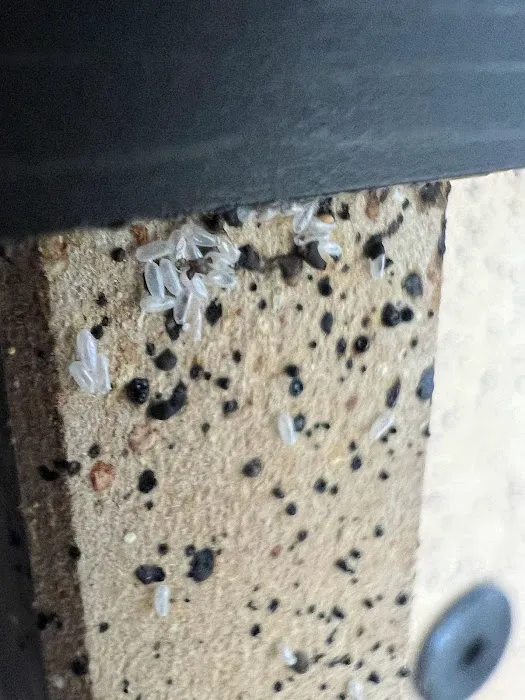 Advanced Environmental Pest Solutions Picture 9