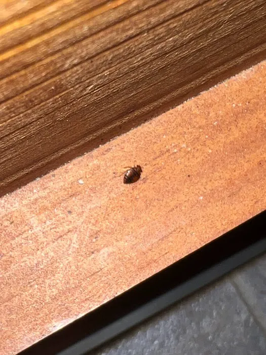Advanced Environmental Pest Solutions Picture 3