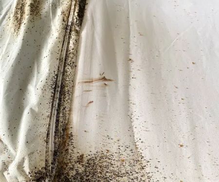 Advanced Environmental Pest Solutions