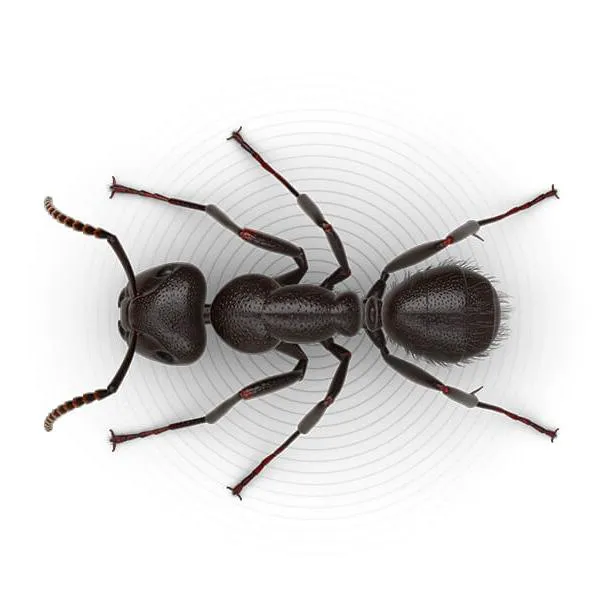 Robbins Pest Control LLC Picture 10