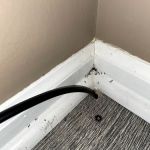 Kidwell Pest Management