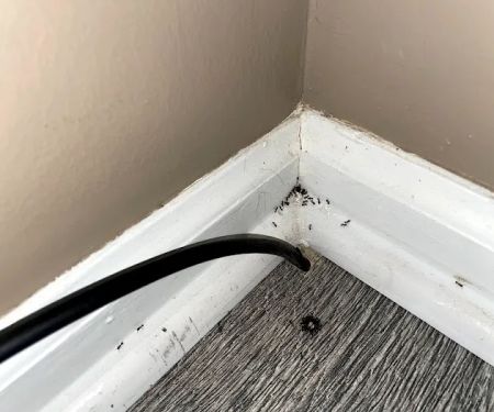 Kidwell Pest Management
