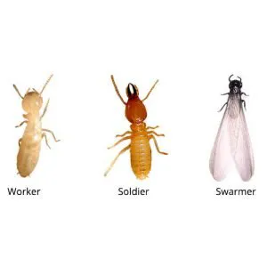 Professional Bug Solutions Picture 9