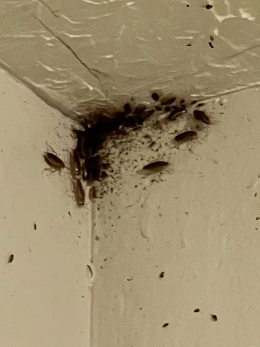 Professional Bug Solutions Picture 2