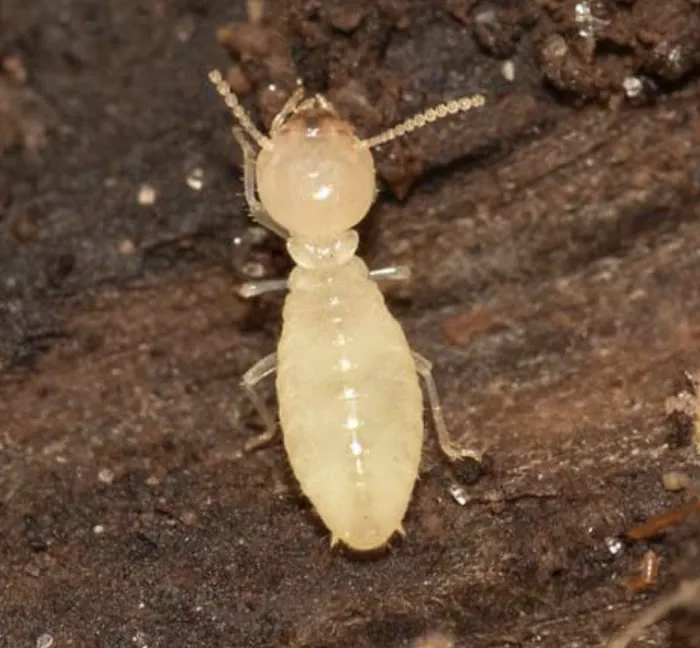 Professional Bug Solutions Picture 3