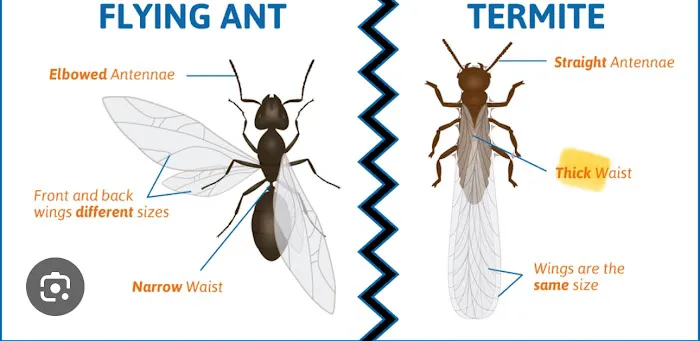 Professional Bug Solutions Picture 1
