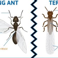 Professional Bug Solutions ico