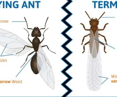 Professional Bug Solutions