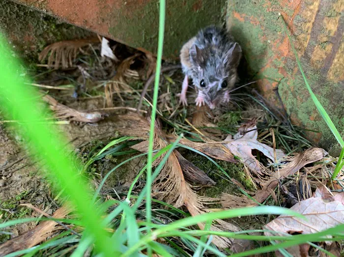 Elite Pest and Termite Control, LLC Picture 5