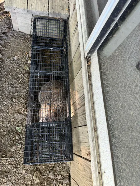 Green Valley Wildlife Solutions LLC Picture 1