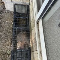 Green Valley Wildlife Solutions LLC ico