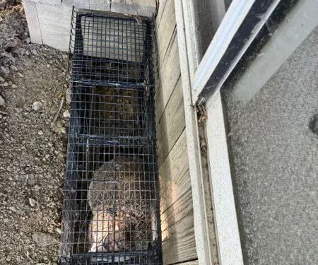 Green Valley Wildlife Solutions LLC