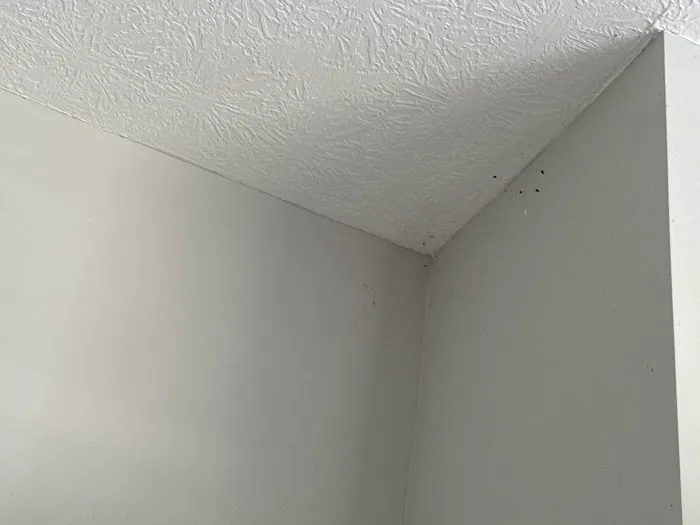 Moxie Pest Control Picture 10