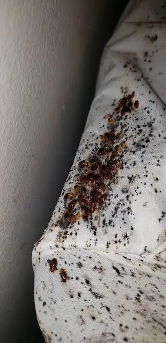 A&R Pest Solutions, LLC. Picture 1