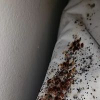 A&R Pest Solutions, LLC. ico