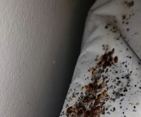 A&R Pest Solutions, LLC.