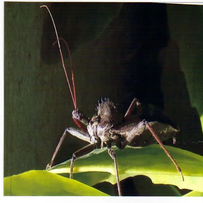Wells Pest Control Picture 1