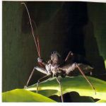 Wells Pest Control