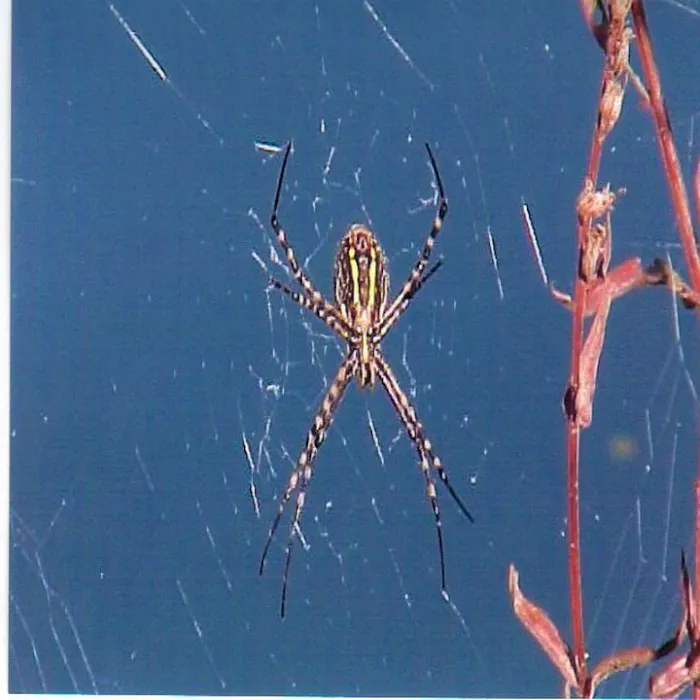 Wells Pest Control Picture 6