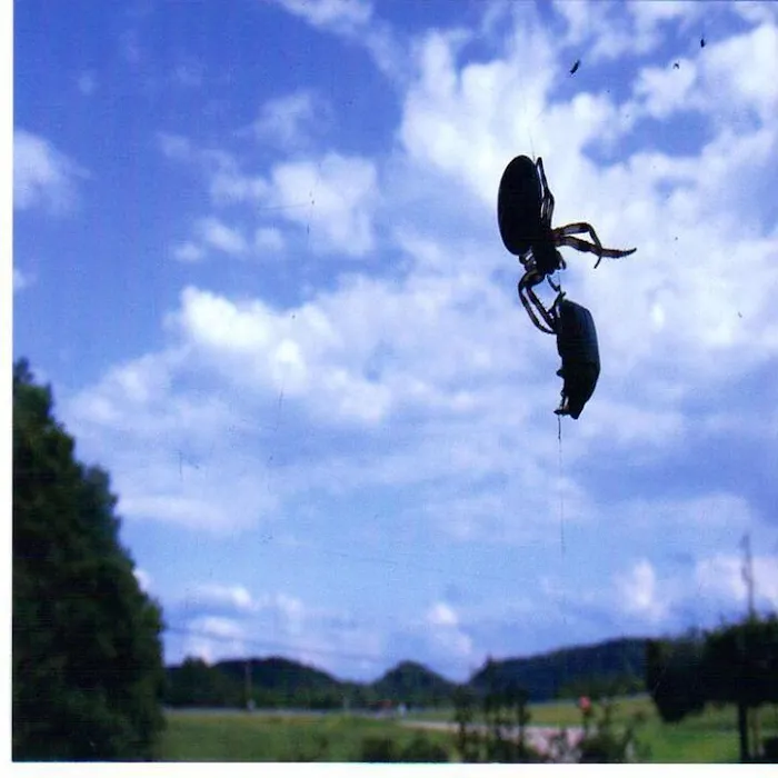 Wells Pest Control Picture 2
