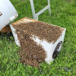 My Bee Supply LLC