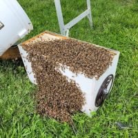 My Bee Supply LLC ico