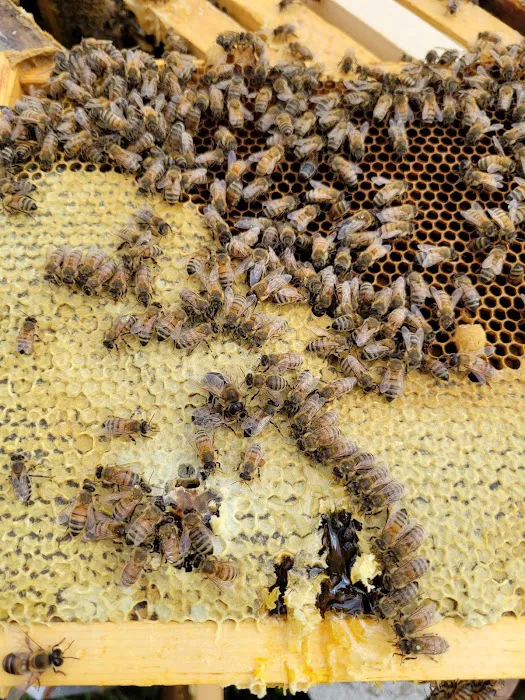 My Bee Supply LLC Picture 6