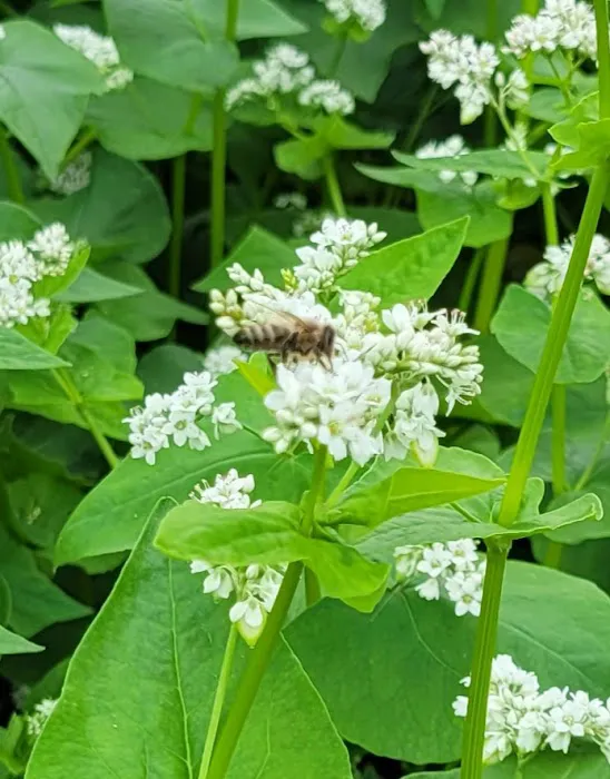 My Bee Supply LLC Picture 7