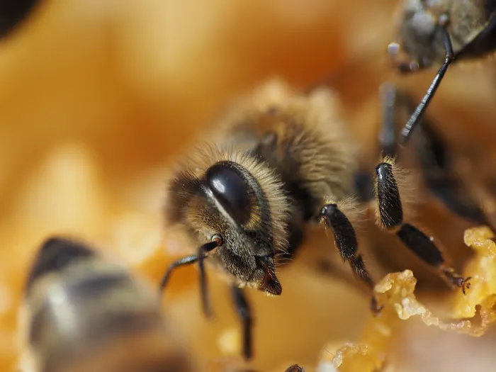 My Bee Supply LLC Picture 5