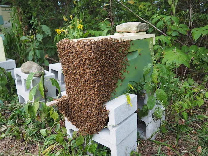 My Bee Supply LLC Picture 3