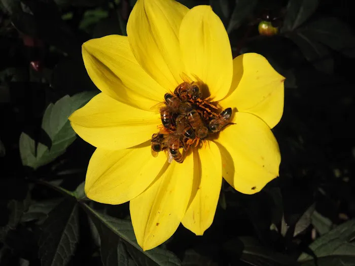 My Bee Supply LLC Picture 9