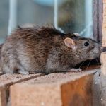 Select Choice Pest Control