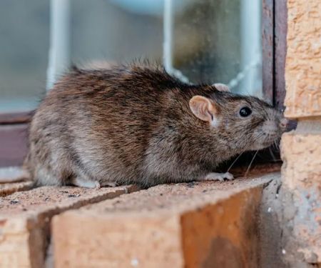 Select Choice Pest Control