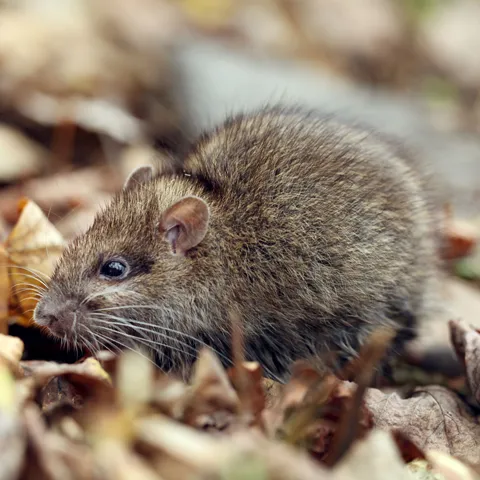 EarthRite Pest Control Picture 10