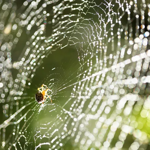 EarthRite Pest Control Picture 8