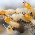 EarthRite Pest Control