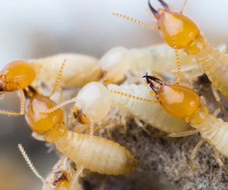 EarthRite Pest Control
