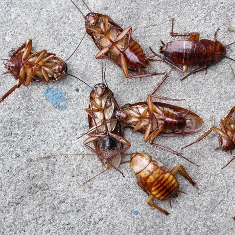 EarthRite Pest Control Picture 9
